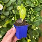 Гіацинт мікс кольорів