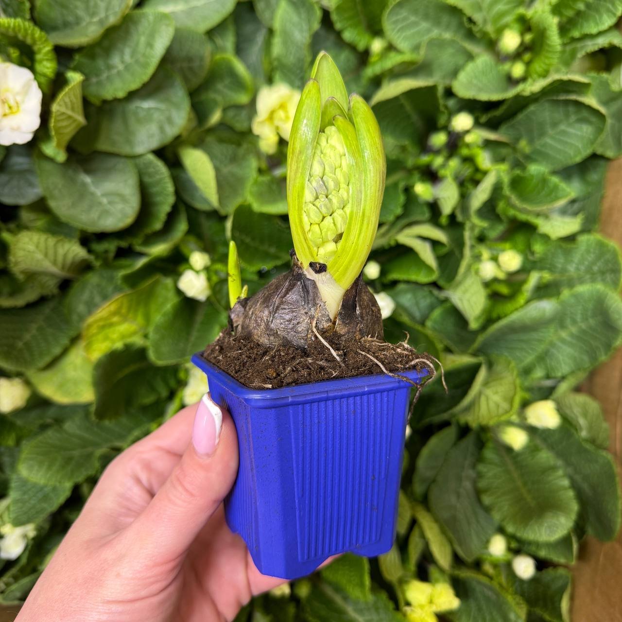 photo_2026-03-06_09-38-04 Гіацинт мікс кольорів - Зображення 1