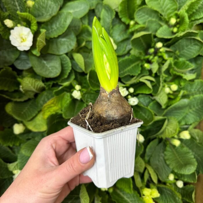 Гіацинт мікс кольорів - Зображення 2