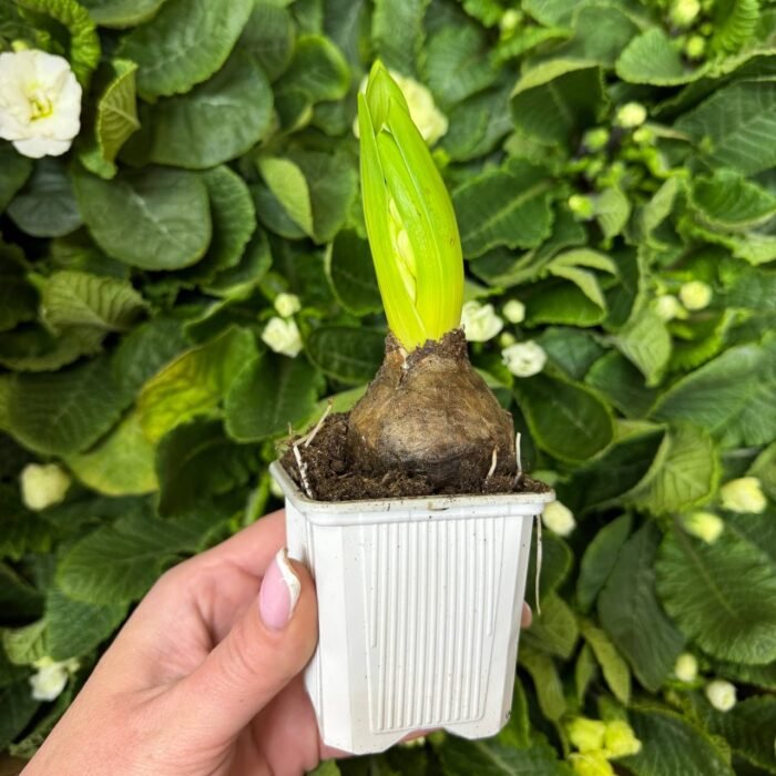 Гіацинт мікс кольорів - Зображення 3