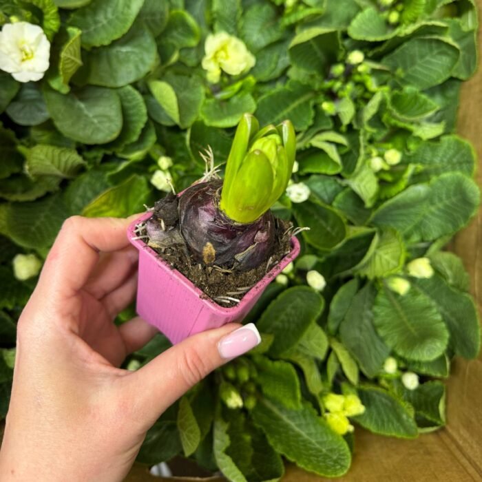 Гіацинт мікс кольорів - Зображення 4