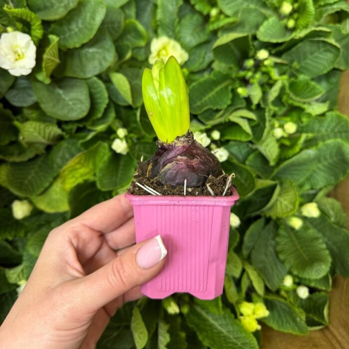 Гіацинт мікс кольорів - Зображення 5