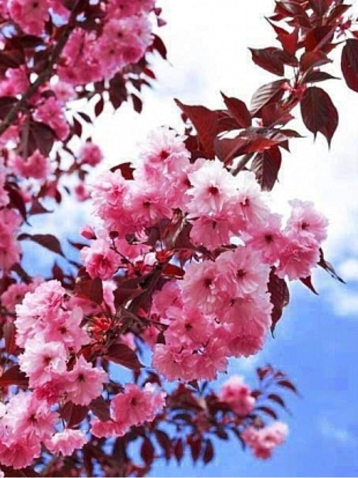 Сакура Роял Бургунді Royal Burgundy відкрита коренева система - Зображення 2