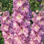 Дельфініум  Cherry Blossom White Bee - Зображення 2