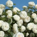Троянда плетиста Schneewalzer Шнівальцер