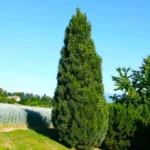 Сосна чорна Pyramidalis (колоновидна) C7
