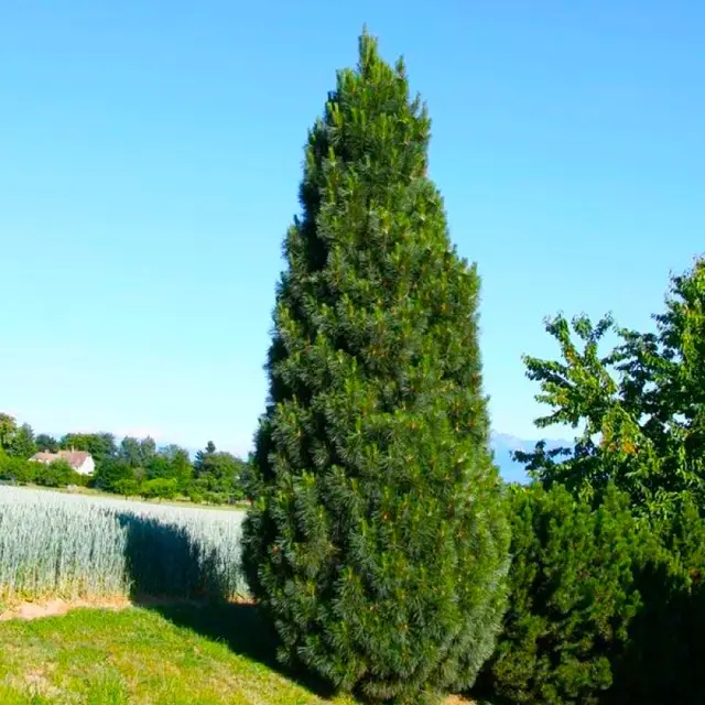 5558869096_w1280_h640_5558869096 Сосна чорна Pyramidalis (колоновидна) C7 - Зображення 1