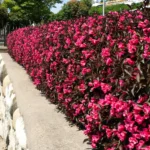 Вейгела Alexandra С7