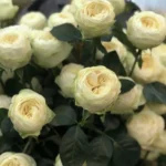 Троянда Пур Блонд Pure Blonde