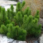Сосна гірська Rotundata С7