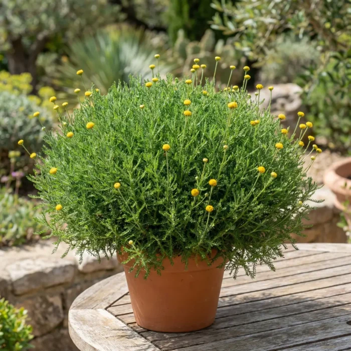 Сантоліна зелена та голуба Мікс Р9 - Зображення 6