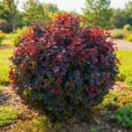 Барбарис оттавський Суперба