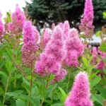 Спірея Білларда (Spiraea billardii) 7