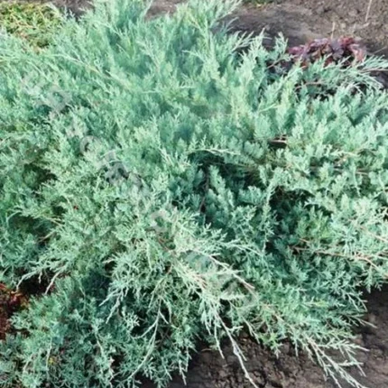 Ялівець віргінський "Blue Cloud" 3