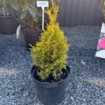 Туя західна «Голден Смарагд» С3