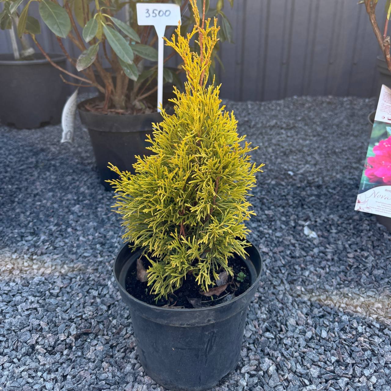 photo_2026-04-04_11-35-13 Туя західна «Голден Смарагд» С3 - Зображення 1