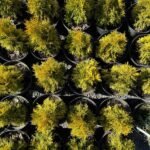Туя західна «Голден Смарагд» С3 - Зображення 2