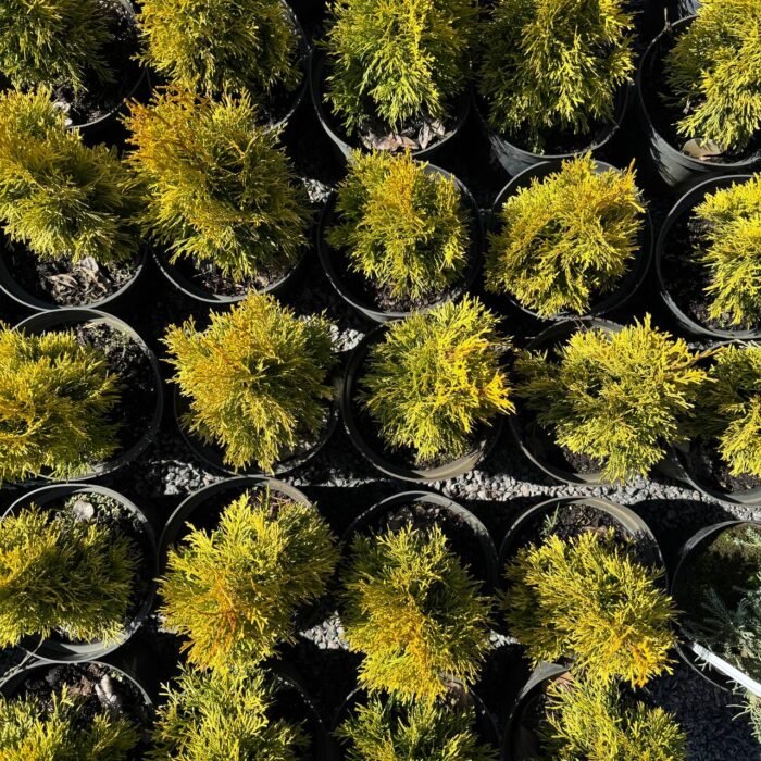 Туя західна «Голден Смарагд» С3 - Зображення 2