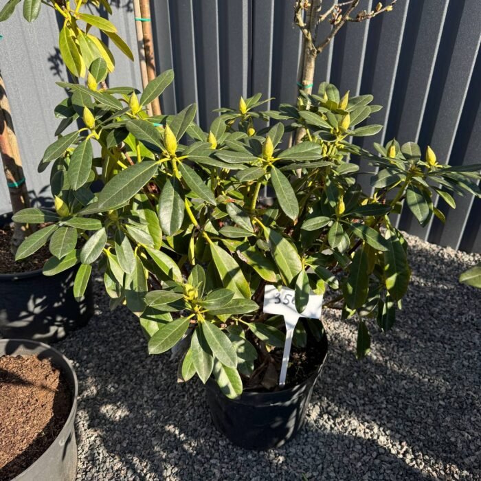  рододендрон 'Граффіто' С10 - Зображення 2