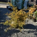 Ялівець середній Aurea С7 - Зображення 2