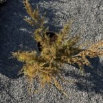 Ялівець середній Aurea С7 - Зображення 3