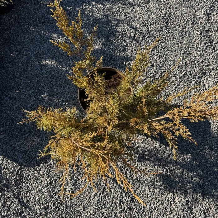 Ялівець середній Aurea С7 - Зображення 3