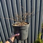 Барбарис Тунберга Evita С3 - Зображення 2