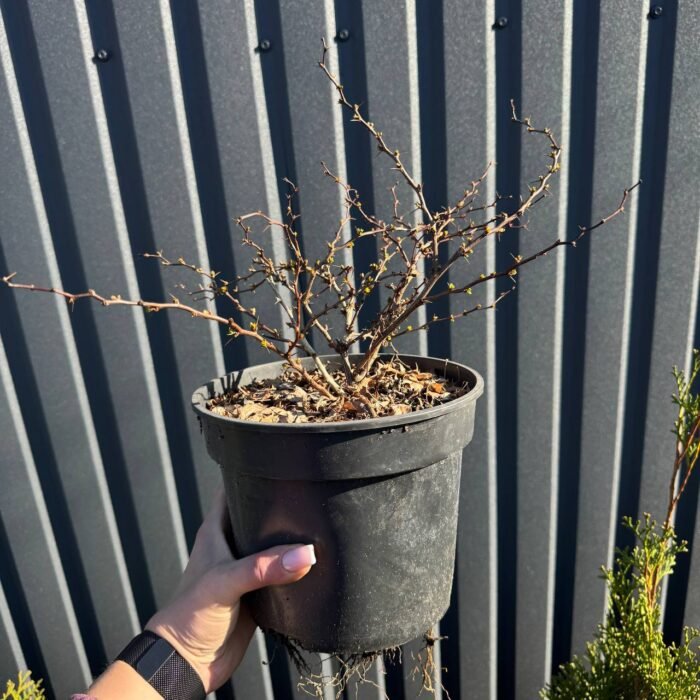 Барбарис Тунберга Evita С3 - Зображення 2