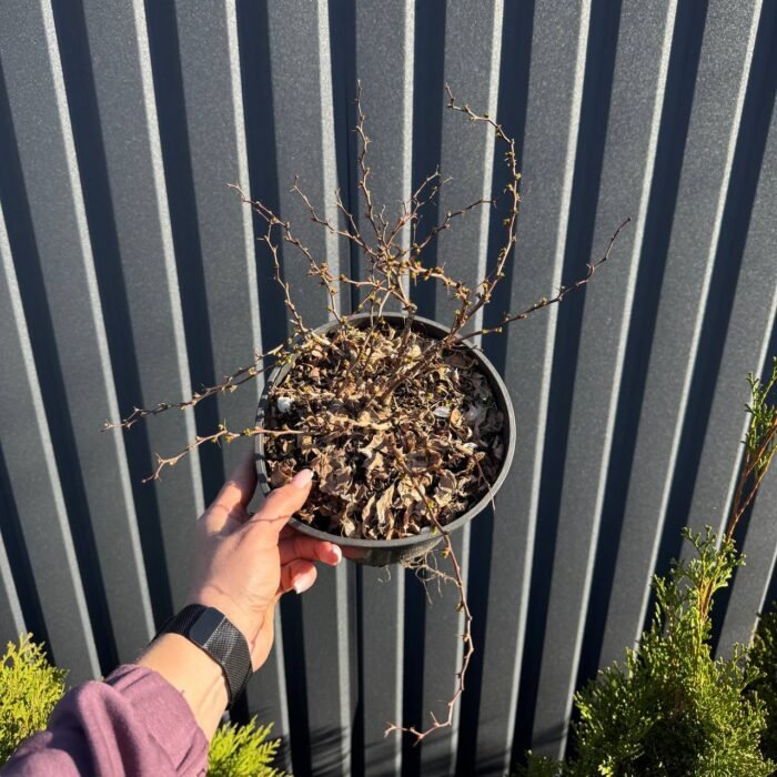 Барбарис Тунберга Evita С3 - Зображення 3