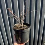 Барбарис оттавський Суперба - Зображення 2