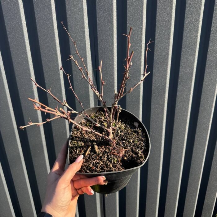 Барбарис оттавський Суперба - Зображення 3