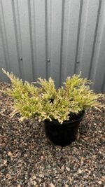 Ялівець горизонтальний Andorra Variegata C3 - Зображення 3