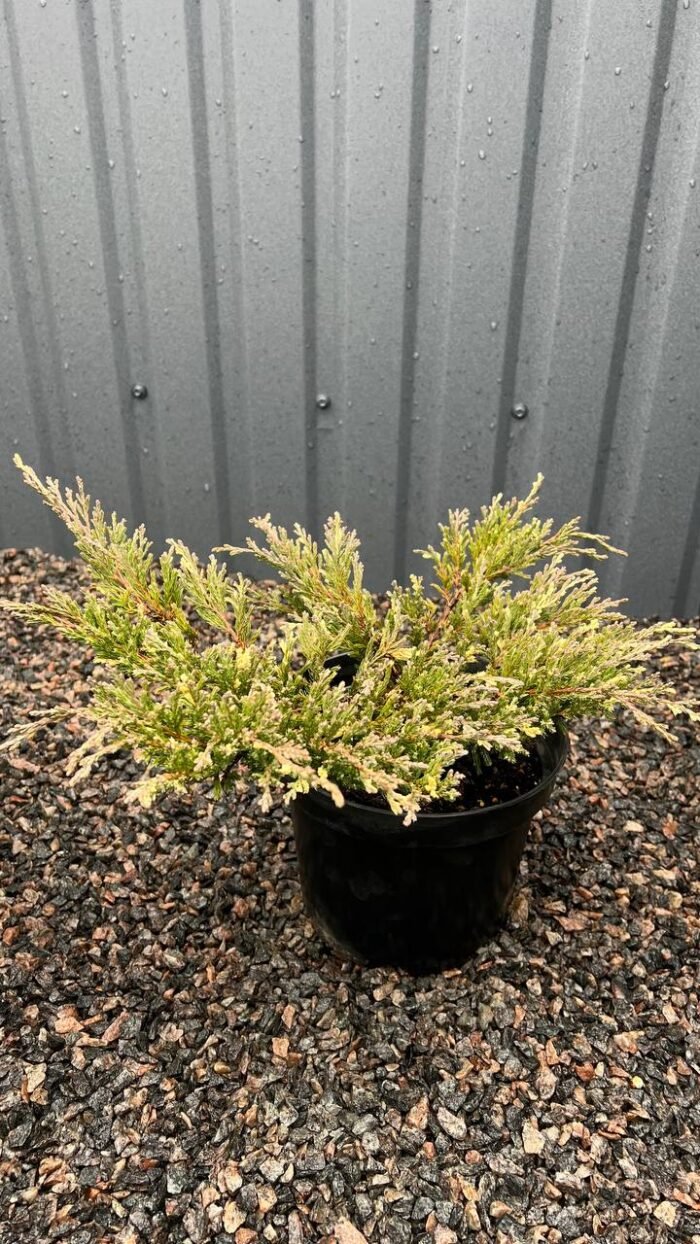 Ялівець горизонтальний Andorra Variegata C3 - Зображення 3