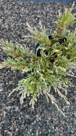 Ялівець горизонтальний Andorra Variegata C3 - Зображення 2