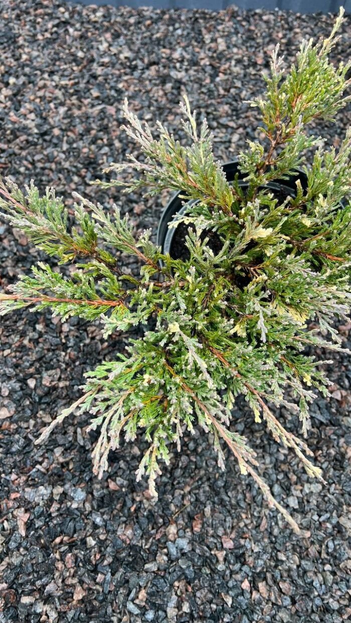 Ялівець горизонтальний Andorra Variegata C3 - Зображення 2