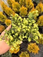 Флокс шиловидний Snowflake Р9 - Зображення 3