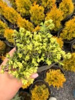 Флокс шиловидний Snowflake Р9 - Зображення 4