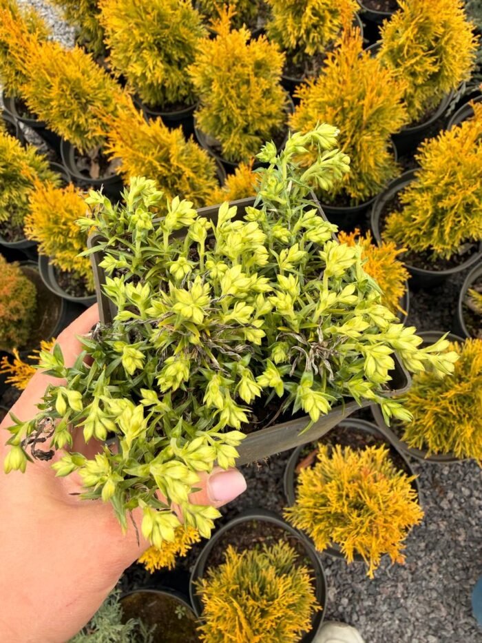 Флокс шиловидний Snowflake Р9 - Зображення 4