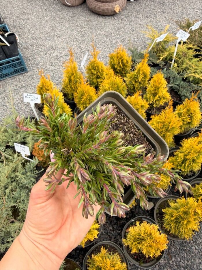 Флокс шилоподібний McDaniels Cushion Р9 - Зображення 2