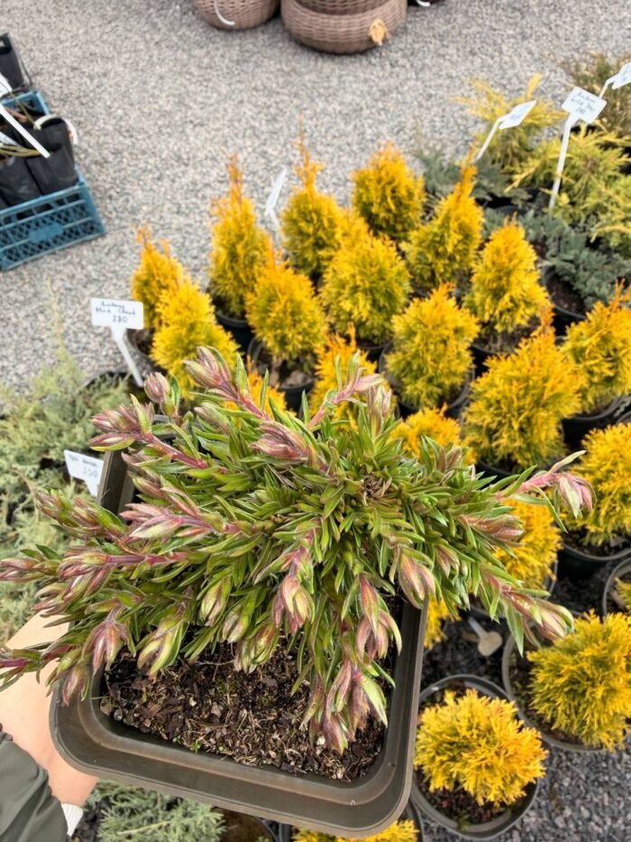 Флокс шилоподібний McDaniels Cushion Р9 - Зображення 3