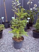 Ялина колюча голуба Kaibab (Arisona) С3 - Зображення 2