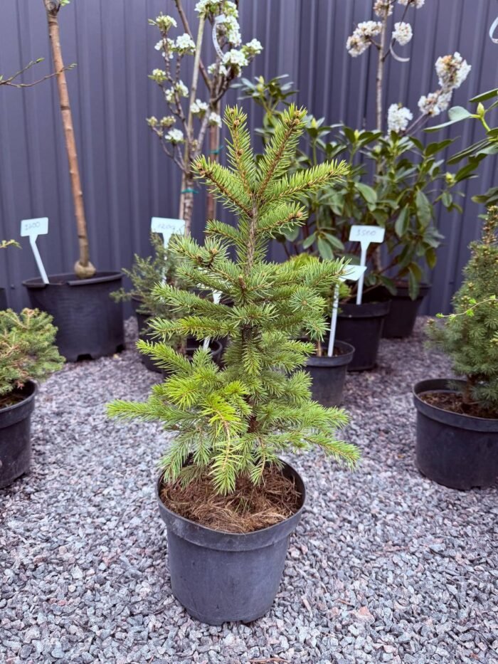 Ялина колюча голуба Kaibab (Arisona) С3 - Зображення 2