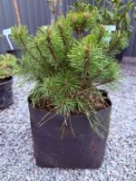 Сосна гірська Rotundata С7 - Зображення 2