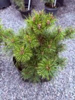 Сосна гірська Rotundata С7 - Зображення 3