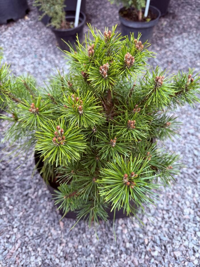 Сосна гірська Rotundata С7 - Зображення 3