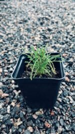 Сантоліна зелена та голуба Мікс Р9 - Зображення 4