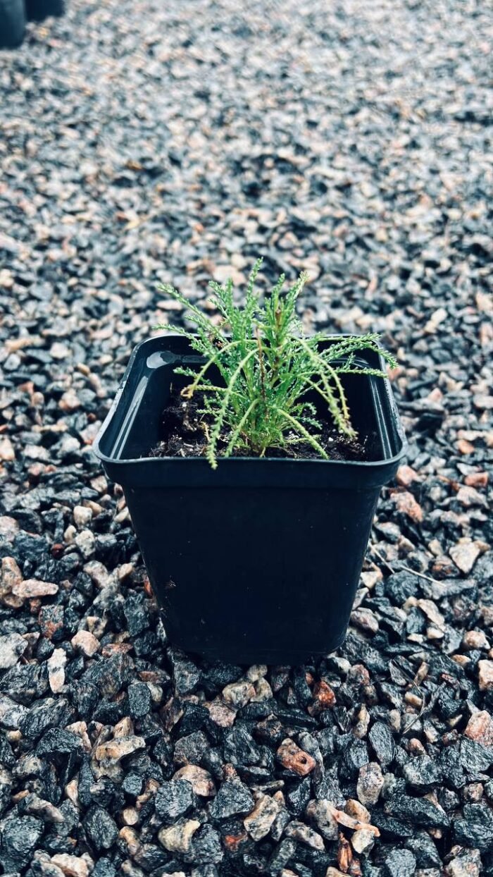 Сантоліна зелена та голуба Мікс Р9 - Зображення 5