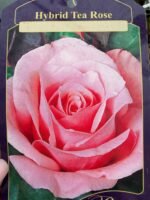 Троянда на штамбі Hybrid Tea Rose С5 штамб 1,1-1,2 м