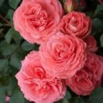 Троянда на штамбі Шакенборг С5 штамб 1,1-1,2 м