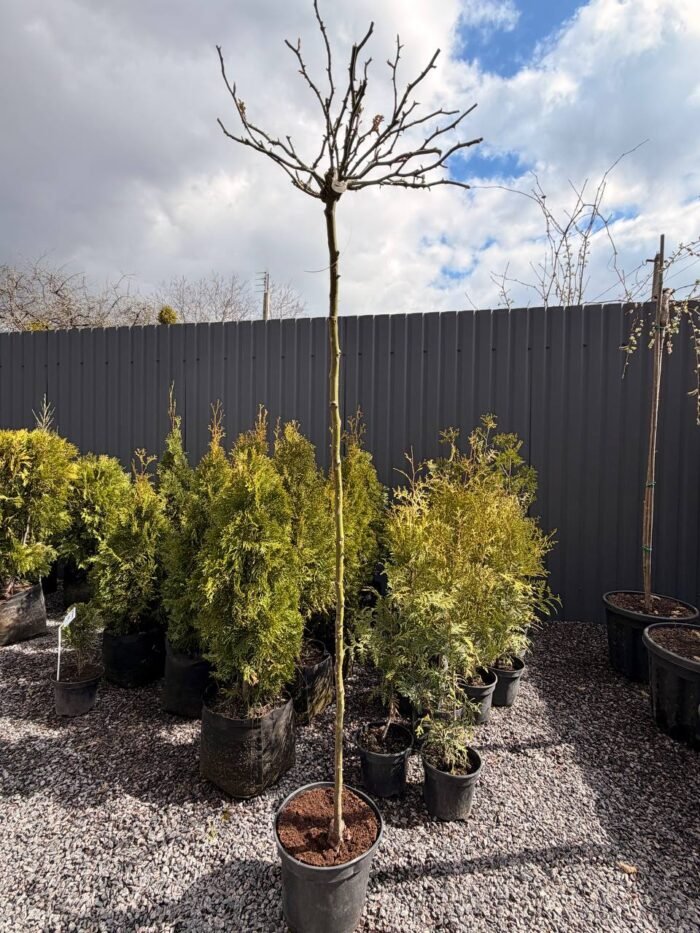 Троянда на штамбі Shrub Rose С5 штамб 1,1-1,2 м - Зображення 3